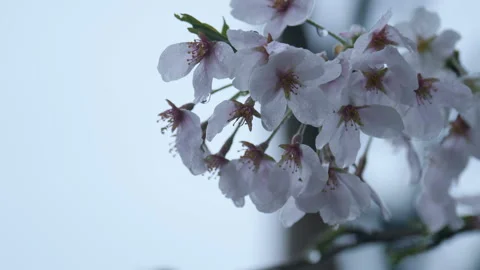 Close-up shot of cherry blossoms with raindrops Stock Footage 88391979
