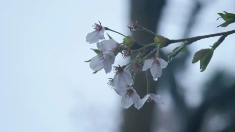 Close-up shot of cherry blossoms with raindrops Stock Footage 88391981
