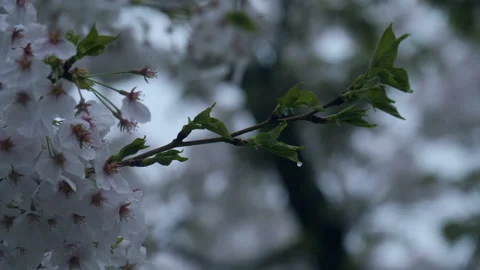 Close-up shot of cherry blossoms with raindrops Stock Footage 88392943