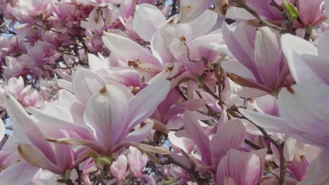 Close-up shot of Cherry Blossoms on a spring day Stock Footage 273276605