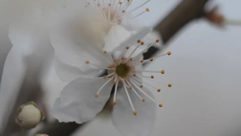 A close up shot of a cherry tree flower. Stock Footage 276711936