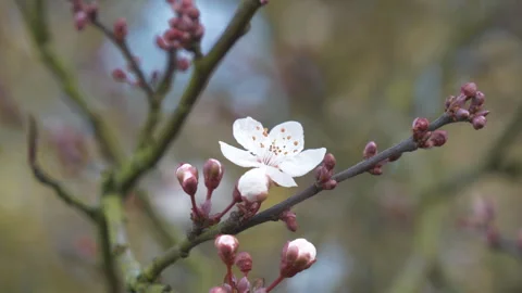 A close up shot a cherry tree flower blossom in early spring. Stock Footage 304844055
