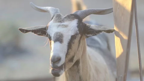 Close Up Shot Of A Chewing Goat Vídeos de archivo 148546162