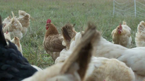 Close Up Shot of Chickens and Interacting 스톡 동영상 33053199