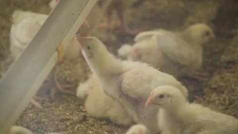 Close up shot of chics and pullets Stock Footage 252031026