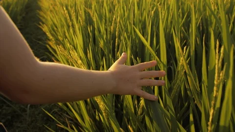 Close up shot of child hand touching green grass of rice field Stock Footage 105407468