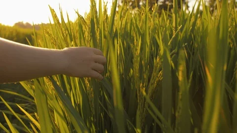 Close up shot of child hand touching green grass of rice field Stock Footage 105408283