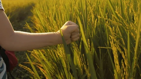 Close up shot of child hand touching green grass of rice field Stock Footage 105409327