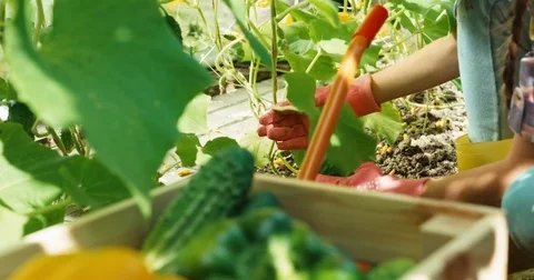 Close up shot child picking up vegetables cucumbers in the kitchen garden Stock Footage 78029132