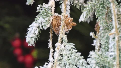 Close up shot of Christmas tree branches covered with snow. Stock Footage 98474646