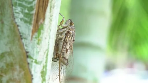 Close up shot of a cicada insect resting on the trunk of a tropical palm tr.. Stock Footage 325633647