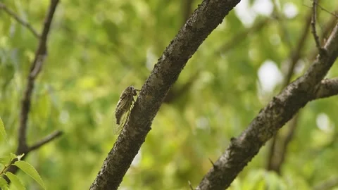 Close up shot of a cicada vocalising in a tree. Stock Footage 201221079