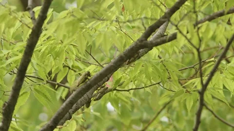 Close up shot of a cicada vocalising in a tree. Stock Footage 201221155