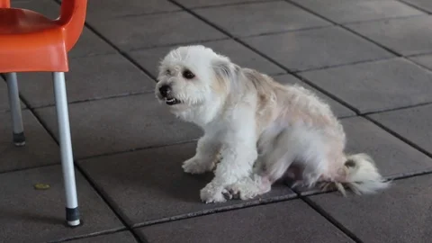 Close-up shot cideo of small white dog Stock Footage 92085609