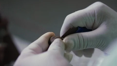 Close up shot of cleansing coyol palm seed with a burr cutter, white Stock Footage 101690029