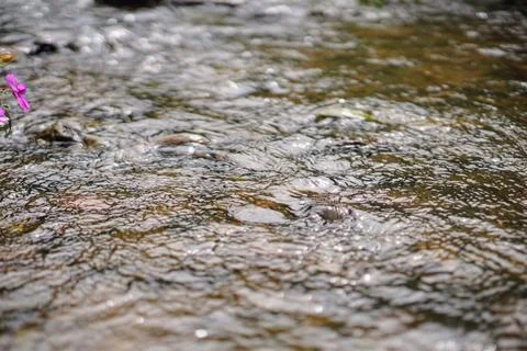 Close-up shot of clear water current flowing over smooth river rocks. Fotos Stock