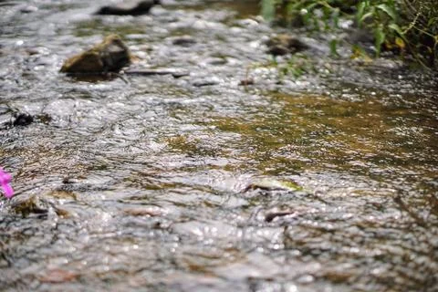 Close-up shot of clear water current flowing over smooth river rocks. Fotos Stock