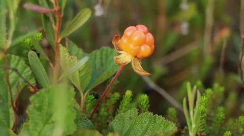Close-up shot of a cloudberry being picked Stock Footage 52493419