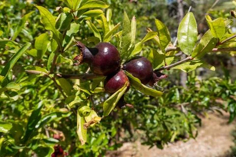 Close up shot of a cluster of three ripening dark red pomegranates on a branc Stock Photos