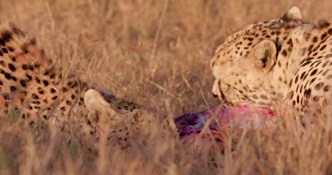 Close up shot of a coalition of cheetah's devouring their kill Stock Footage 308675361