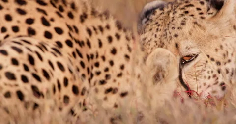 Close up shot of a coalition of cheetah's feasting on their kill Stock Footage 308675436