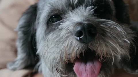 Close up shot of cockapoo dog 库存影片 167347644