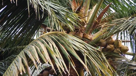 Close shot of coconut tree, Coconut hanging on the tree Vídeo Stock 151965980