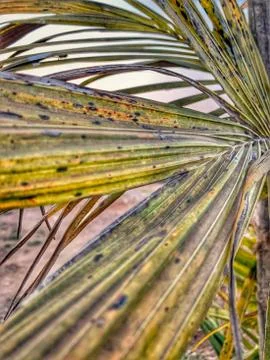 Close-up shot of Coconut Tree Leaf Stock Photos