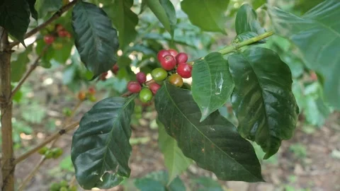 Close up shot of coffee bean cherries on tree branch Stock Footage 244175511