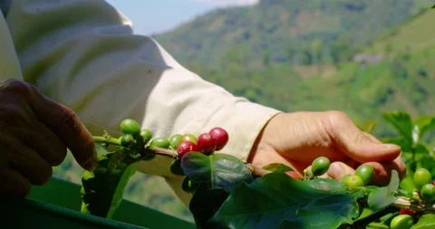 Close shot of the coffee harvesting process in the Colombian farms. Vídeos de archivo 221242093