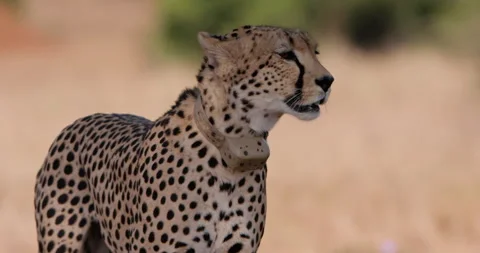 Close up shot of a collared cheetah body trailing prey Stock Footage 308679118
