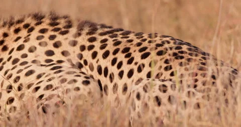 Close up shot of a collared cheetah's torso feeding in the grasslands Stock Footage 308675428