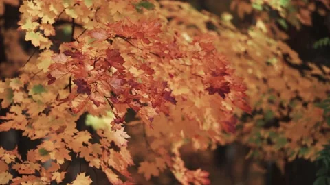 A close-up shot of the colorful orange maple leaves on the blurry Stock-Footage 166483192
