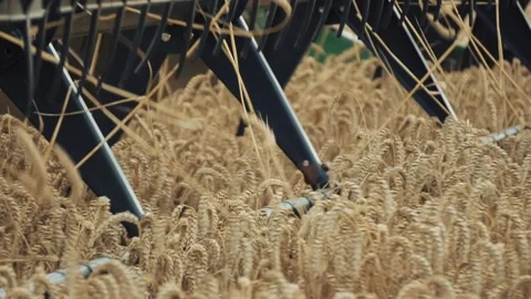 Close-up shot of combine harvester working on wheat field during daytime Stock-Footage 219954403