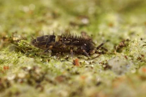 Close-up shot of the common belted springtail Orchesella cincta on wood in the Stock Photos