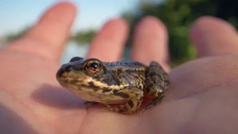 Close up shot of Common Brown Frog sitting in human hand during sunny day Stock Footage 163785817
