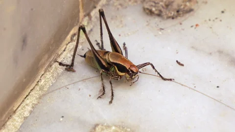 Close-up Shot of a Common Grasshopper in Nature Stock Footage 313804067