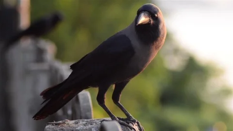Close shot of a  common Indian crow observing. Stock Footage 79087563