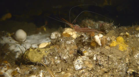 Close shot of common shrimp under water Video stock 31747701