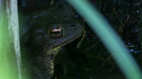 Close up shot of a common toad Stock Footage 75800181