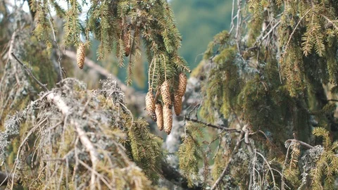 Close up shot of conifer cones Stock Footage 94958339
