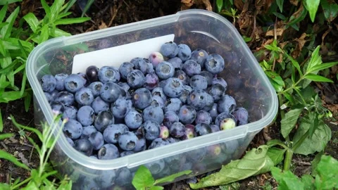 Close up shot of a Container Filled with Fresh and Juicy Blueberries Stock Footage 303479569
