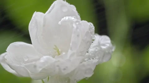 Close-up shot of continuously watering white jasmine flowers, watering flowers Stockbeeldmateriaal 318196386
