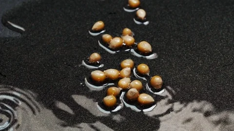 Close-up shot on cooking popcorn in a pan with hot oil at 100 fps Stock Footage 112562997