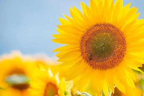 Close up shot with copy space of blooming sunflowers against blue sky Stock Photos