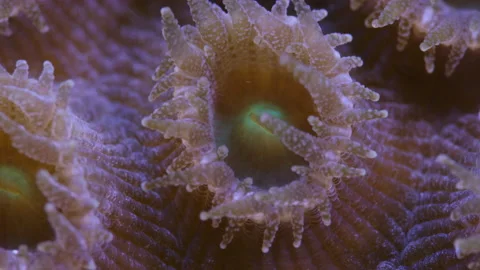 Close up shot of coral polyp with tentacles feeding Stock Footage 140597606