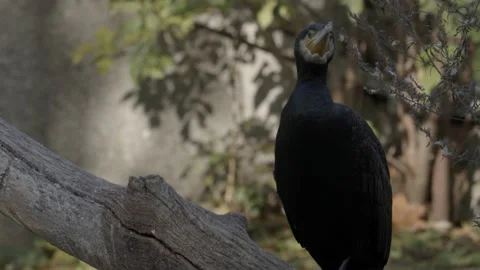 Close up shot of Cormorant standing on the tree Stock Footage 165159883