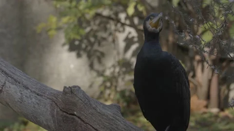 Close Up Shot Of Cormorant Standing On Tree Branch Stock Footage 165160362