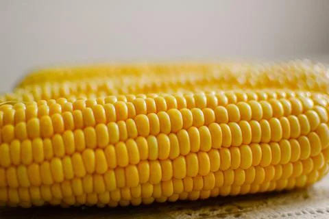 Close up shot of corn cobs, yellow grains of maize. Agriculture and healthy Stock Photos