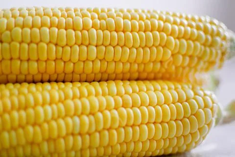 Close up shot of corn cobs, yellow grains of maize. Agriculture and healthy Stock Photos